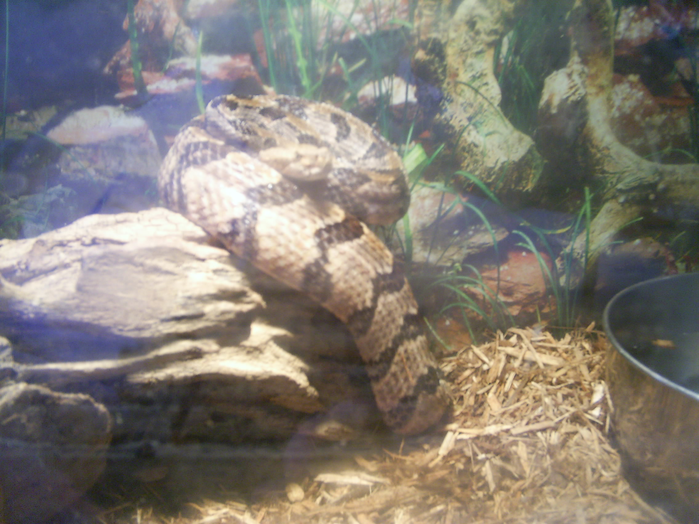 HOT Rattler 011.jpg [458 Kb]